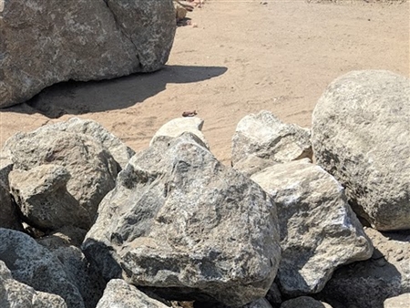 Grey Granite Rock Boulders | Direct Quarry Landscape Supply